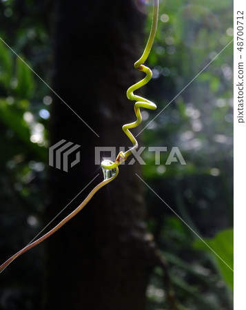 Plant green Plant green 48700712