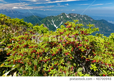 越後Komagatake山脊和八幡山的Daedonzuji 48700948