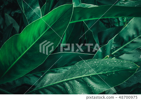 tropical leaf in dark green with rain water tropical leaf in dark green with rain water 48700975