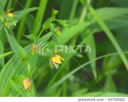 Kakiran flower (July 2017 Gifu prefecture) Kakiran flower (July 2017 Gifu prefecture) 48700982