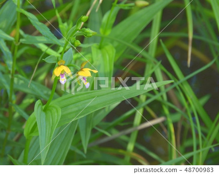 Kakiran flower (July 2017 Gifu prefecture) 48700983