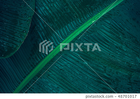 Close-up foliage of tropical leaf Close-up foliage of tropical leaf 48701017