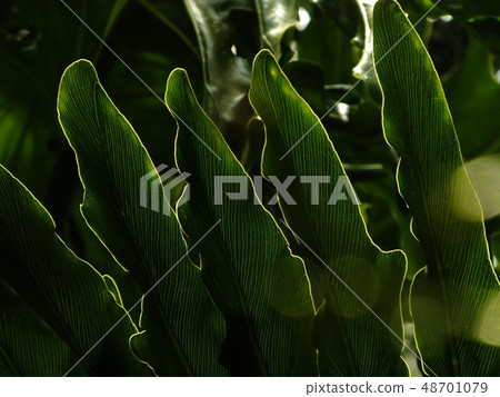 Leaf green Leaf green 48701079