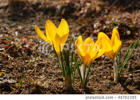 Crocus Crocus 48702385