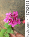 Flower Amami Oshima Uzemura Susuki August 2018 48702491