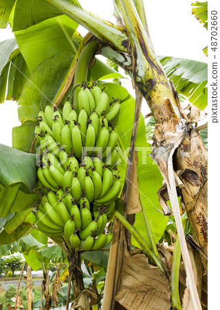 Banana tree in fields Banana tree in fields 48702660