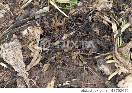 rotten leaves beetroot rotten leaves beetroot 48702671