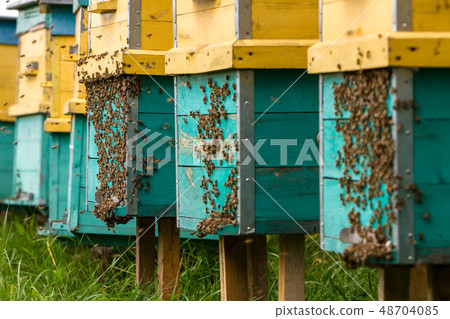 bees and beehive bees and beehive 48704085