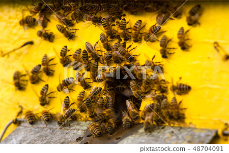 bees and beehive bees and beehive 48704091