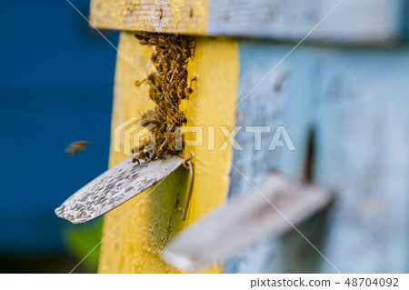 bees and beehive bees and beehive 48704092