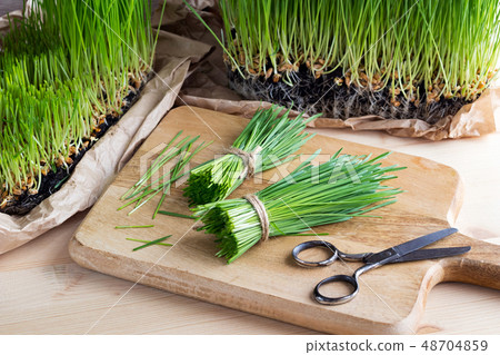 Freshly harvested wheatgrass on a wooden table 48704859
