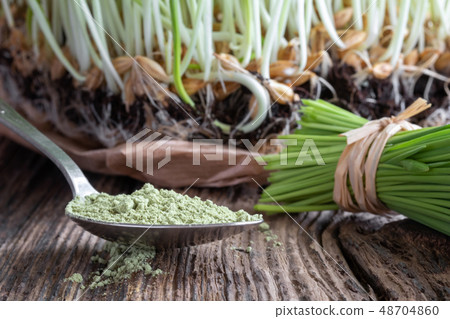 Barley grass powder on a spoon with fresh grass 48704860