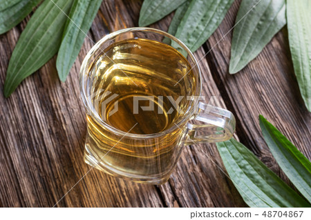 A cup of plantain tea with fresh ribwort plantain 48704867