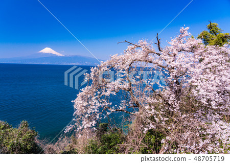 （靜岡）從櫻花盛開的伊豆，富士山過海的海岸 48705719