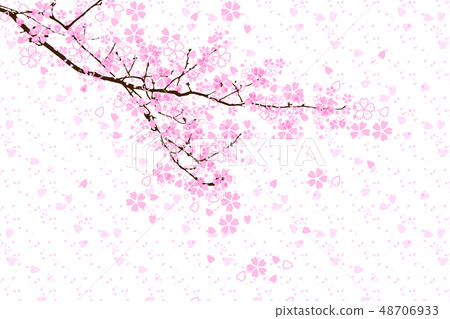 20190310 Cherry blossoms in full bloom - Stock Illustration [48706933 ...