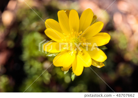 阿多尼斯拉莫薩 48707662