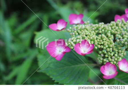  繡球花 48708113