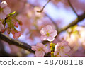 Spring cherry tree 48708118
