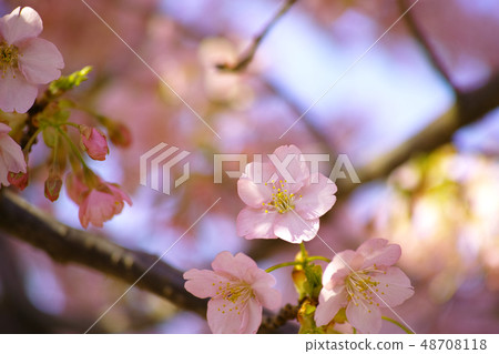 Spring cherry tree 48708118