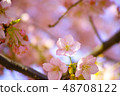 Spring cherry tree 48708122
