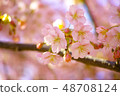Spring cherry tree 48708124