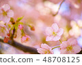 Spring cherry tree 48708125
