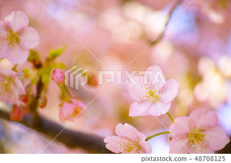 春天的櫻花樹 48708125