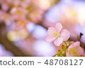 Spring cherry tree 48708127