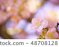 Spring cherry tree 48708128