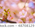 Spring cherry tree 48708129