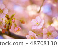 Spring cherry tree 48708130