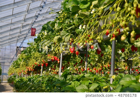 一個草莓 一個草莓 48708178