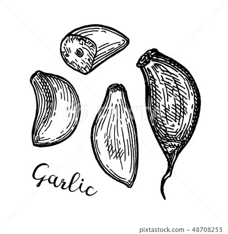 Ink sketch of garlic. Ink sketch of garlic. 48708253