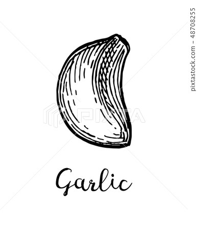 Ink sketch of garlic. 48708255