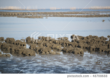 THAILAND CHONBURI BANGSAEN ANGSILA OYSTER FARM 48708688