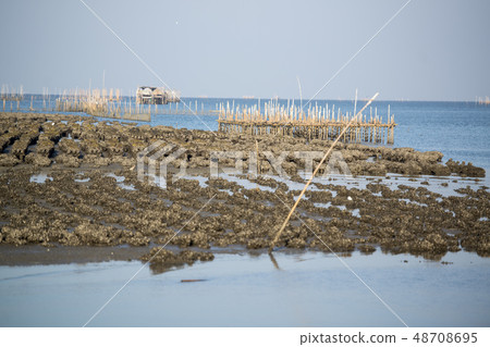 THAILAND CHONBURI BANGSAEN ANGSILA OYSTER FARM 48708695