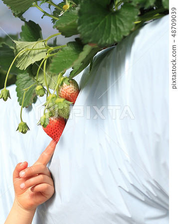 草莓草莓狩獵兒童的指向圖像 48709039