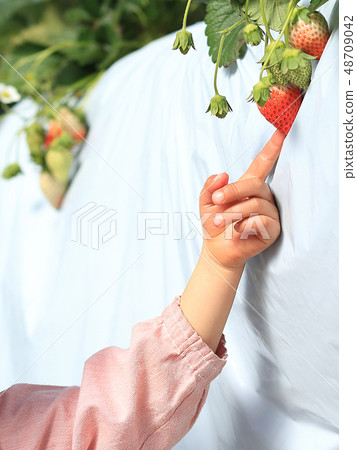 Strawberry Strawberry Hunting Children's Pointing Image Strawberry Strawberry Hunting Children's Pointing Image 48709042