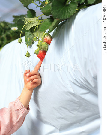 Strawberry Strawberry Hunting Children's Pointing Image Strawberry Strawberry Hunting Children's Pointing Image 48709043