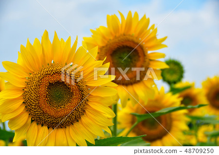 summer sunflowers summer sunflowers 48709250