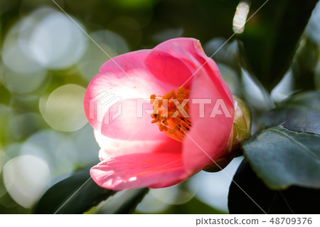 Tsubaki·Kotobuko Tsubaki·Kotobuko 48709376