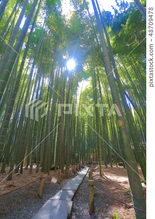 [Kanagawa Prefecture] Bamboo grove at Hokokuji Temple 48709478