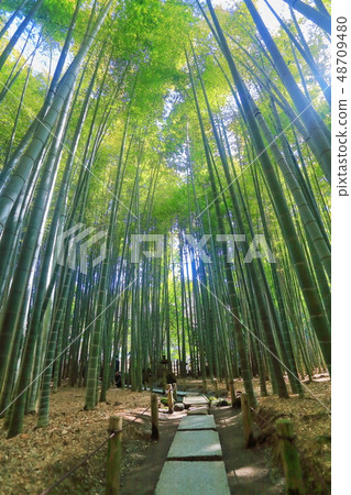 [神奈川縣]北國寺的竹林 48709480