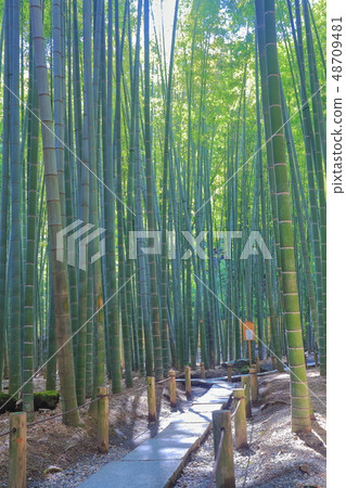 [神奈川縣]北國寺的竹林 48709481