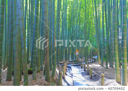 [Kanagawa Prefecture] Bamboo grove at Hokokuji Temple 48709482
