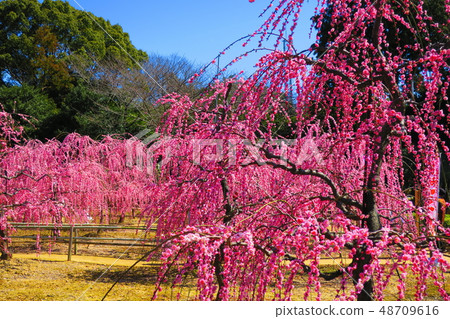 菅原神社（三重縣鈴鹿市）在該區域開花的垂枝梅 48709616