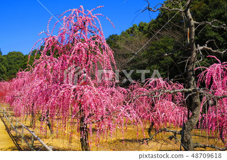 菅原神社(三重縣鈴鹿市)在該區域開花的垂枝梅 菅原神社(三重縣鈴鹿市)在該區域開花的垂枝梅 48709618