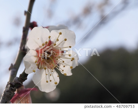 Plum blossom white plum Plum blossom white plum 48709753