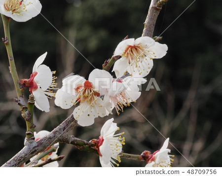 Plum blossom white plum Plum blossom white plum 48709756