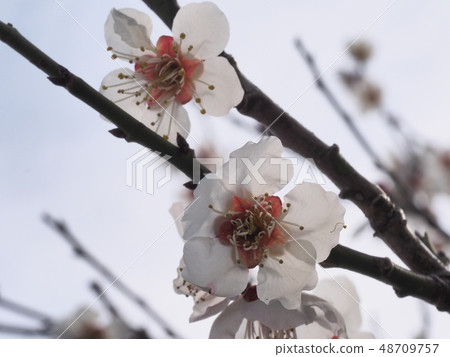 Plum blossom white plum Plum blossom white plum 48709757